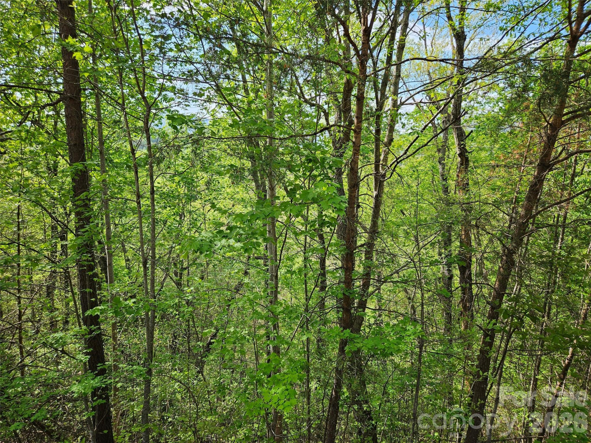 0 High Pines Loop #101 - Photo 7