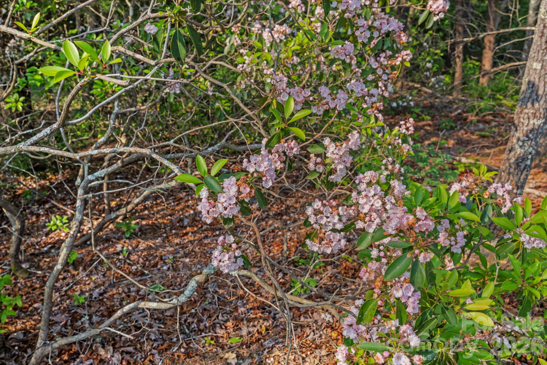 251 Paul McCoy Road - Photo 6