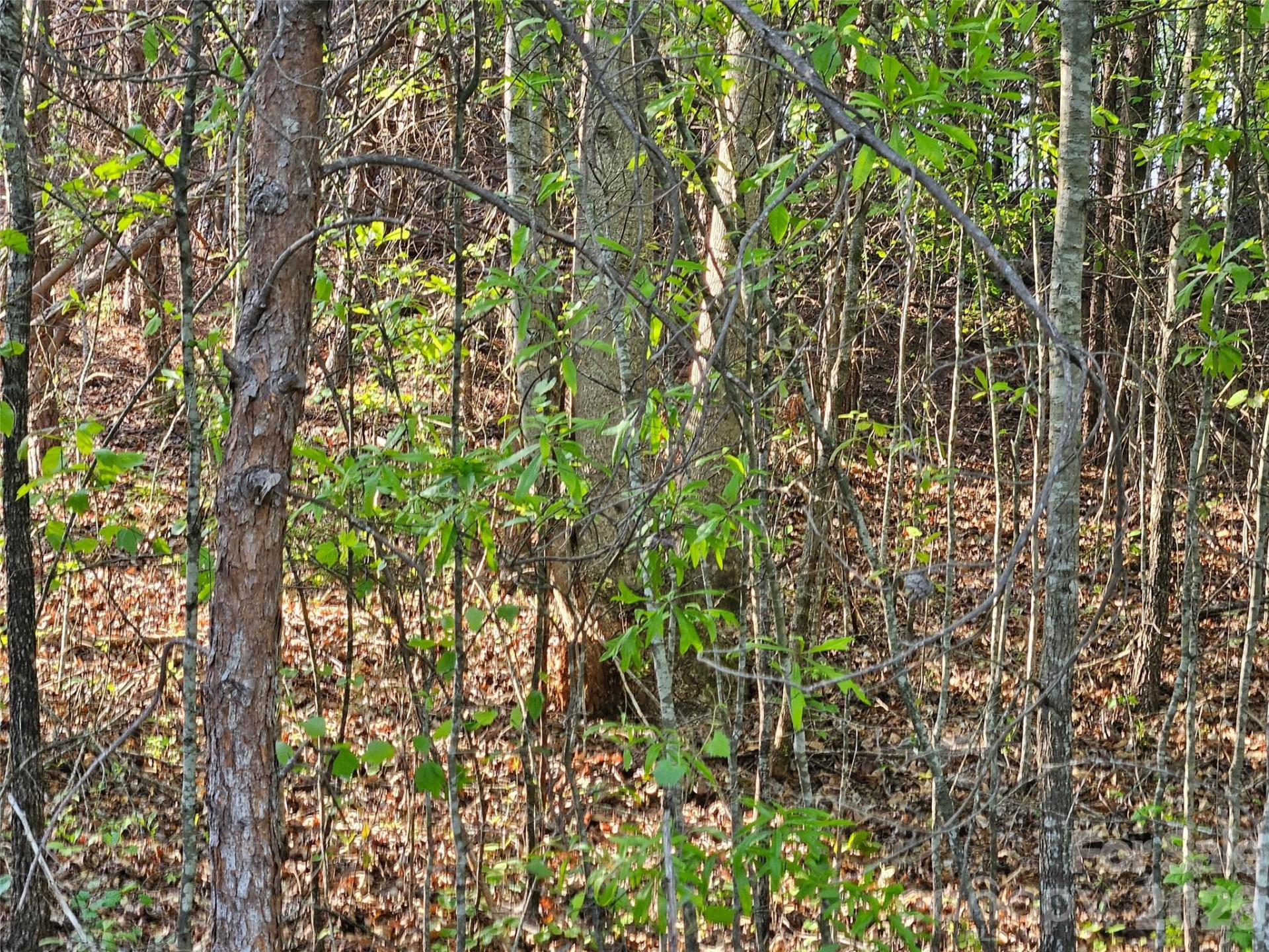 0 Old Hollis Road #2 - Photo 10