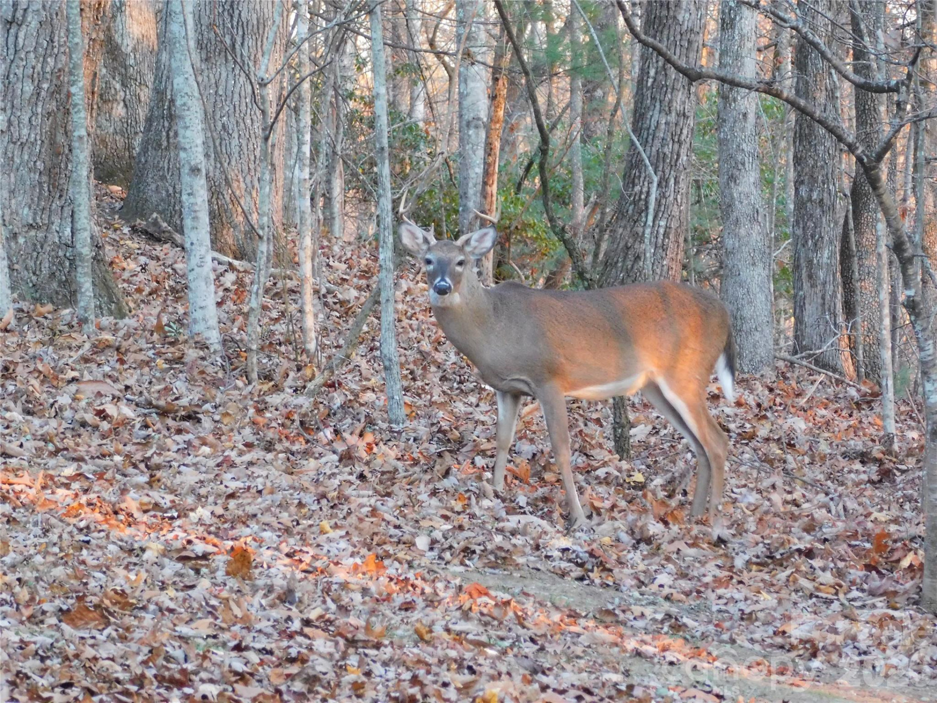 1064 Skye Drive - Photo 21