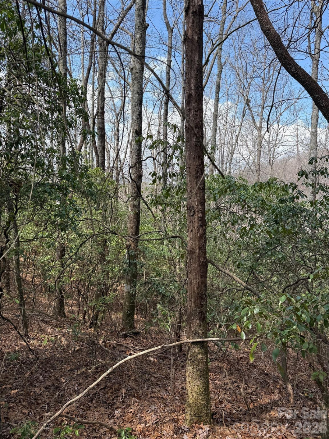 00 Line Runner Ridge Road - Photo 2