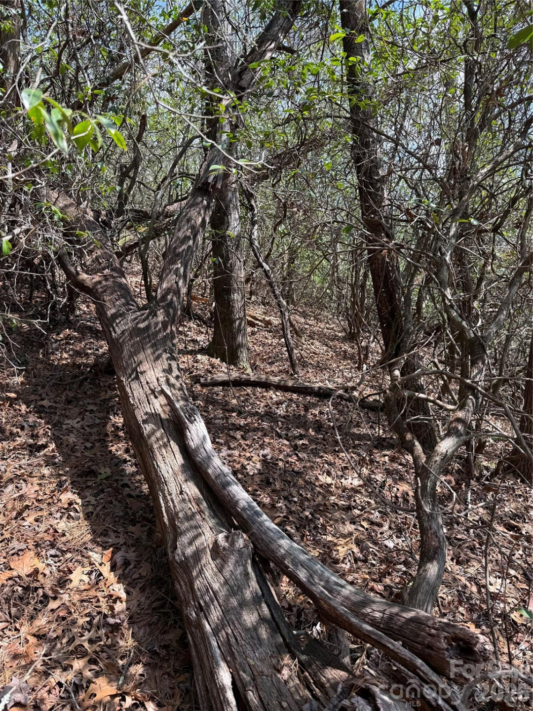 00 Line Runner Ridge Road - Photo 11