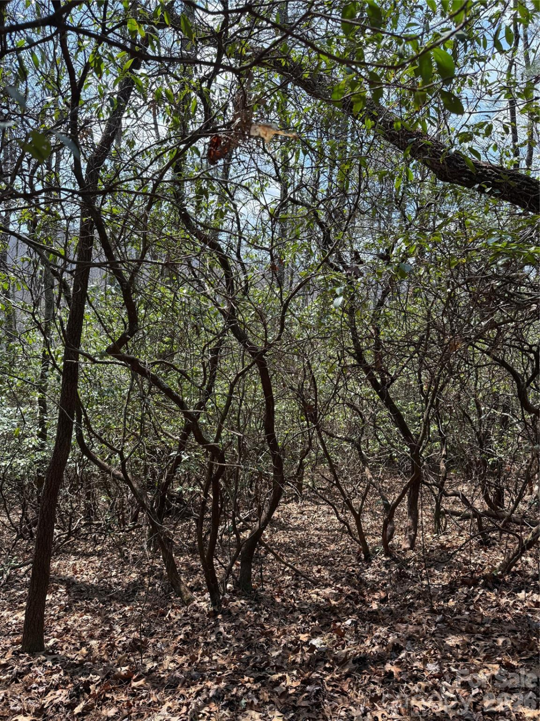 00 Line Runner Ridge Road - Photo 12