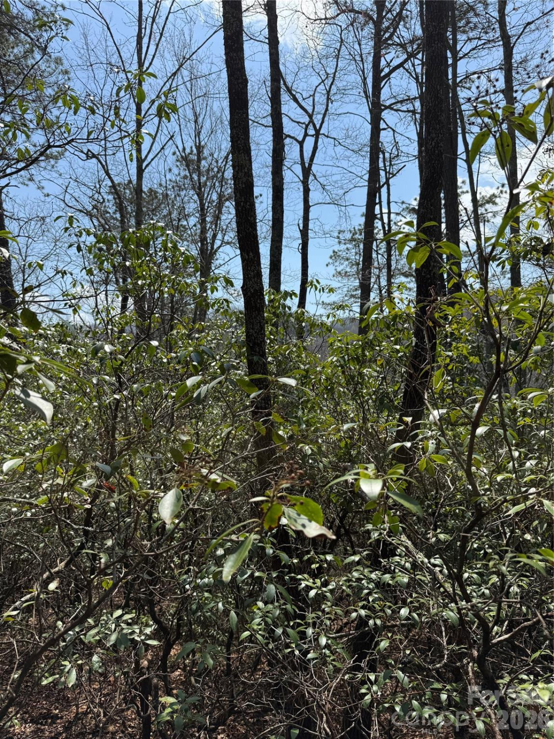 00 Line Runner Ridge Road - Photo 3