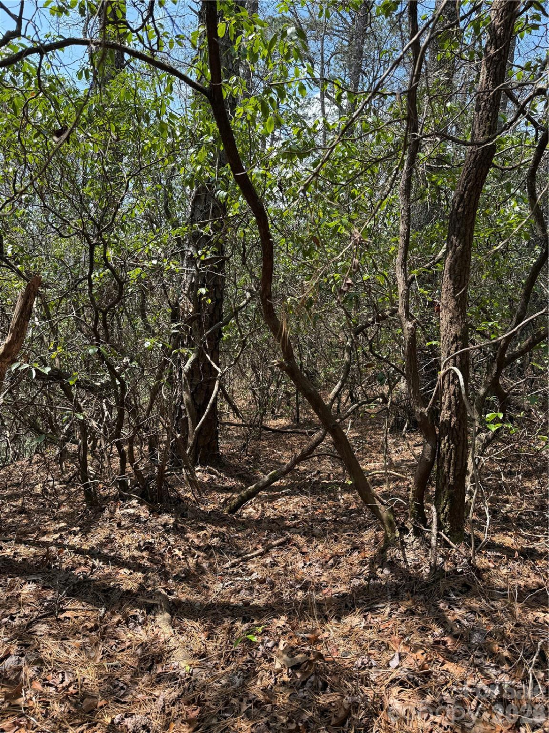 00 Line Runner Ridge Road - Photo 4