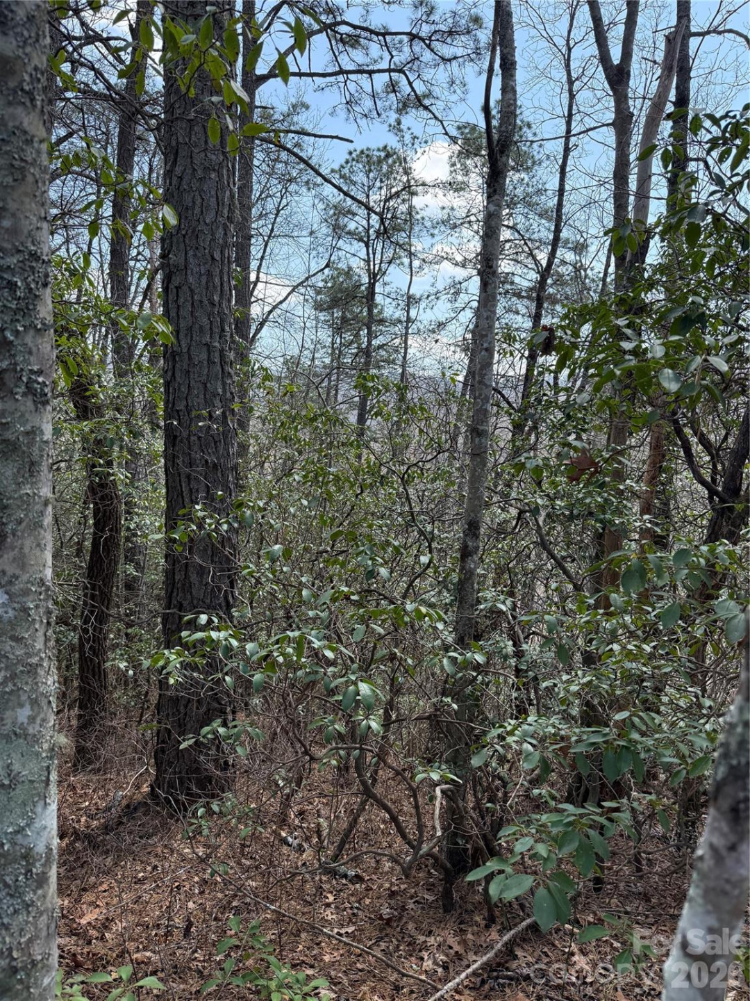 00 Line Runner Ridge Road - Photo 6