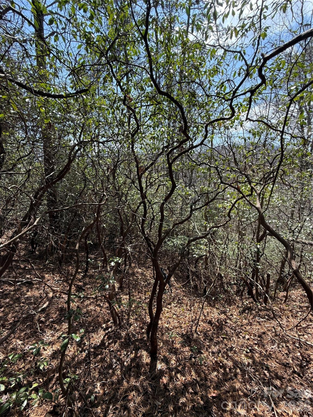 00 Line Runner Ridge Road - Photo 8