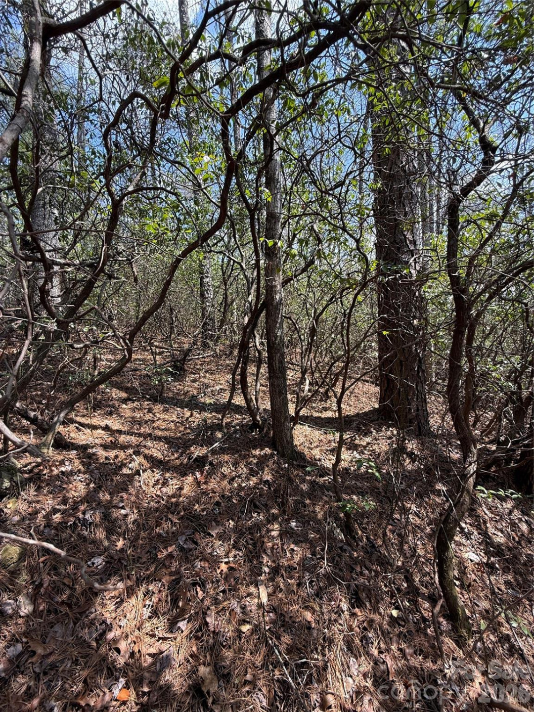 00 Line Runner Ridge Road - Photo 9