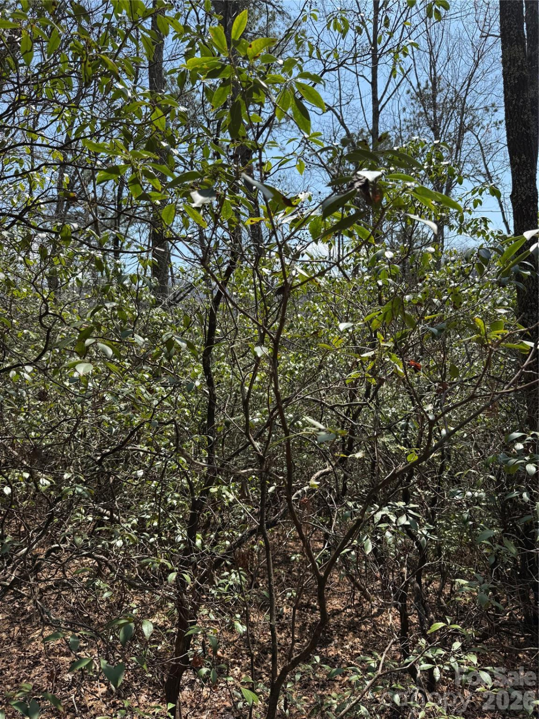 00 Line Runner Ridge Road - Photo 10