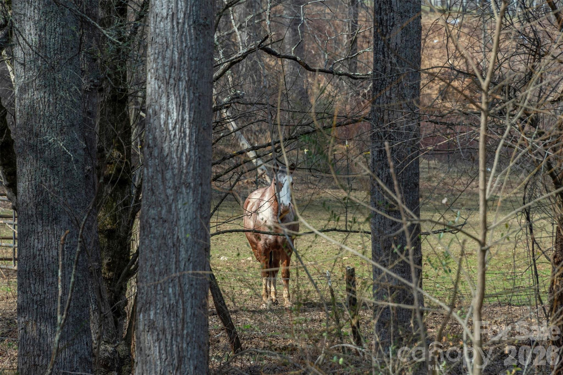 1720 Brevard Road - Photo 5