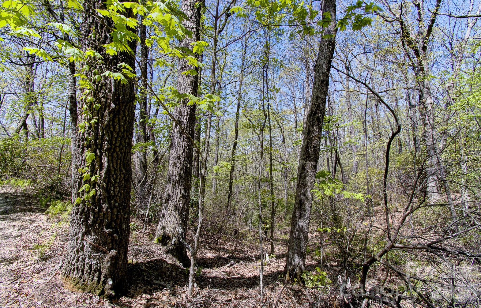 99999 Laurel Drive - Photo 3