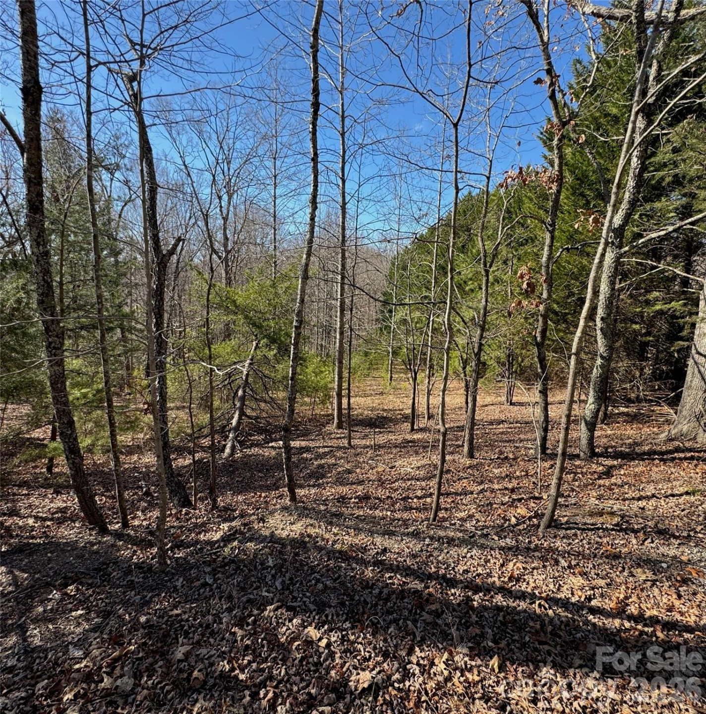 206 Westmoreland Trail #8 - Photo 11