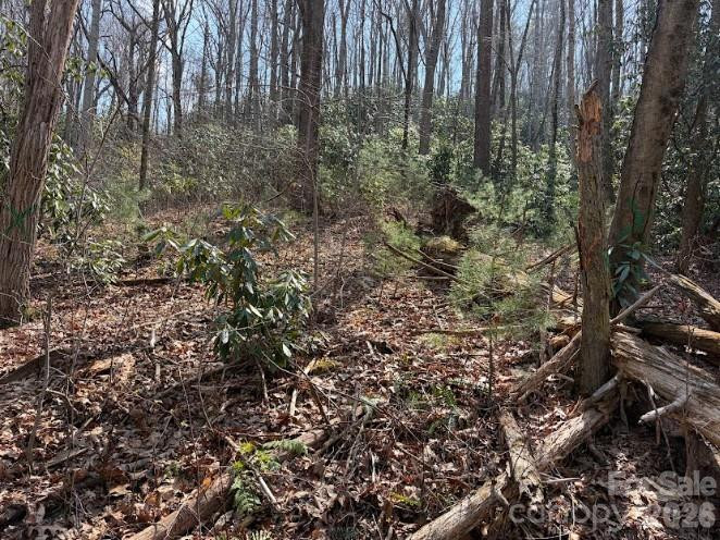 TBD Coyote Hollow Road #66 - Photo 8