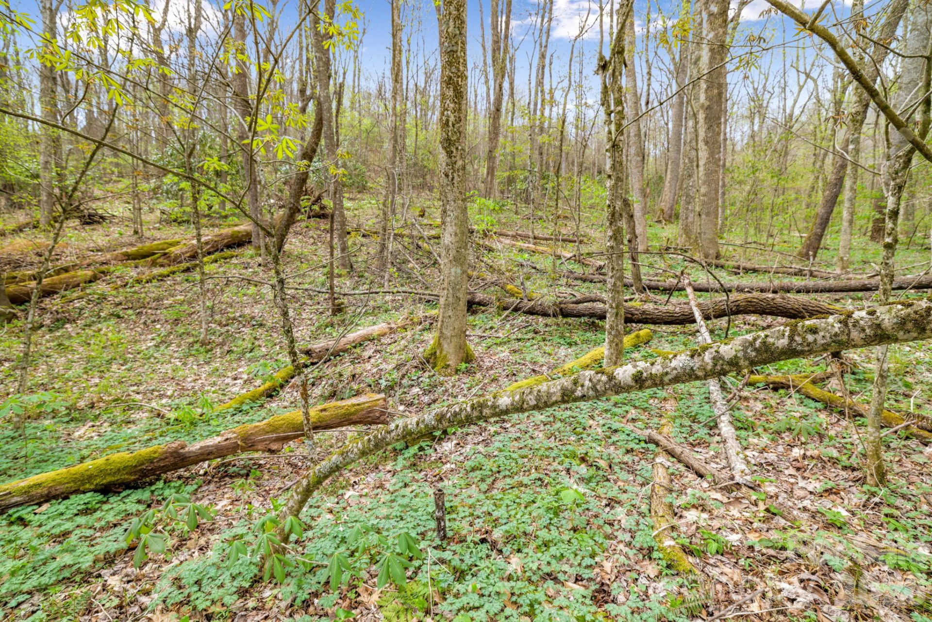 00 Bear Hollow Road #40 - Photo 12