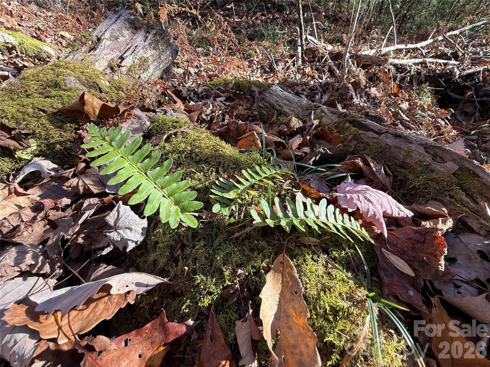 0000 Halls Chapel Road - Photo 14