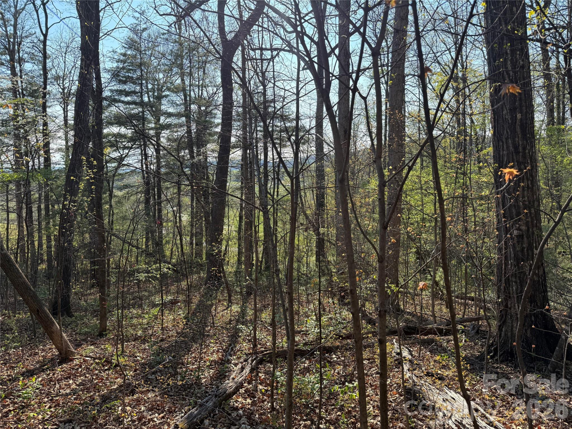 000 Woodlyn Etch Drive - Photo 2