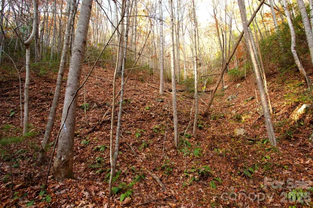 TBD Rector Branch Road, Marshall, NC, 28743