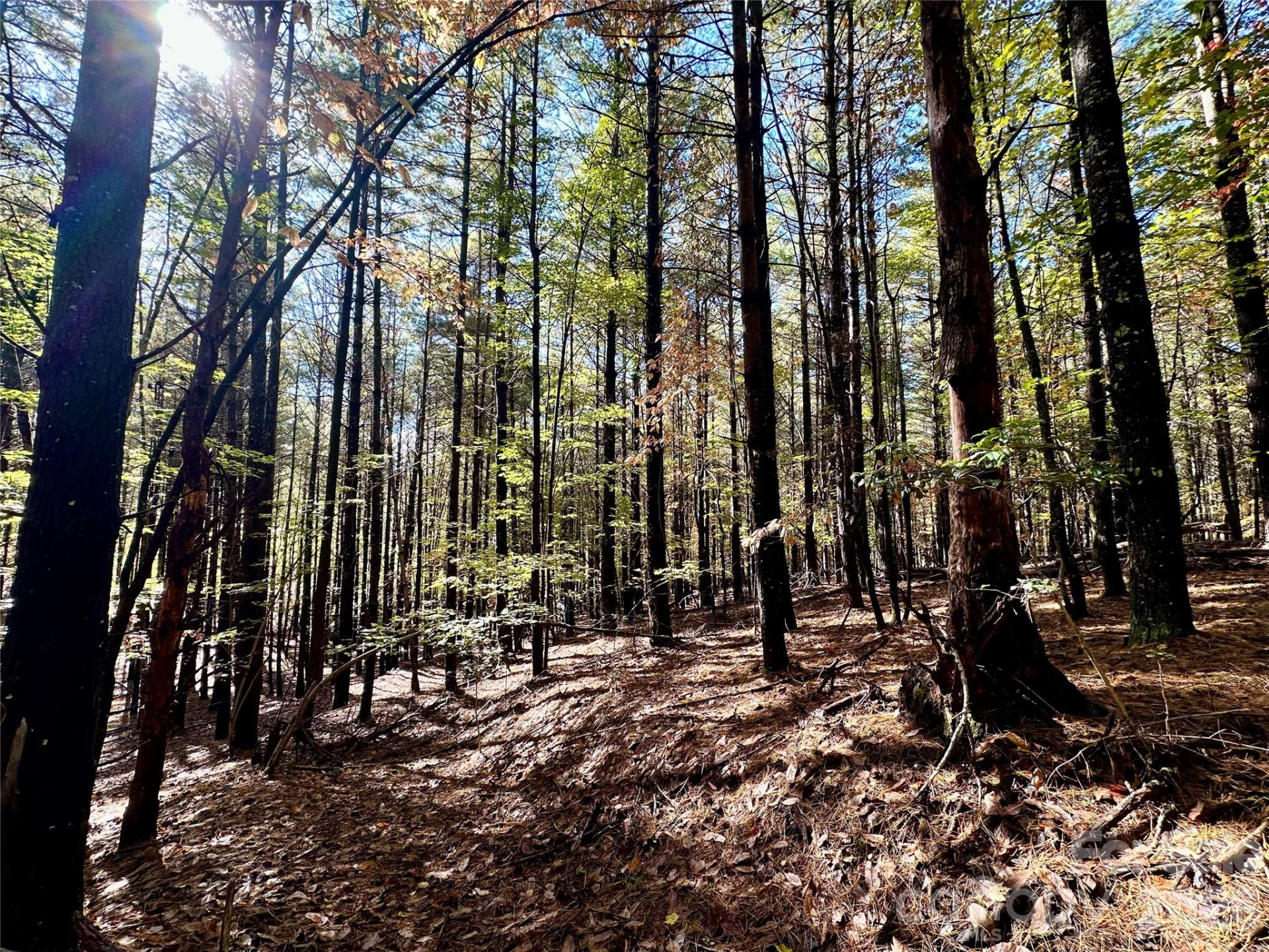 146 Bream Flats Drive #40 - Photo 40