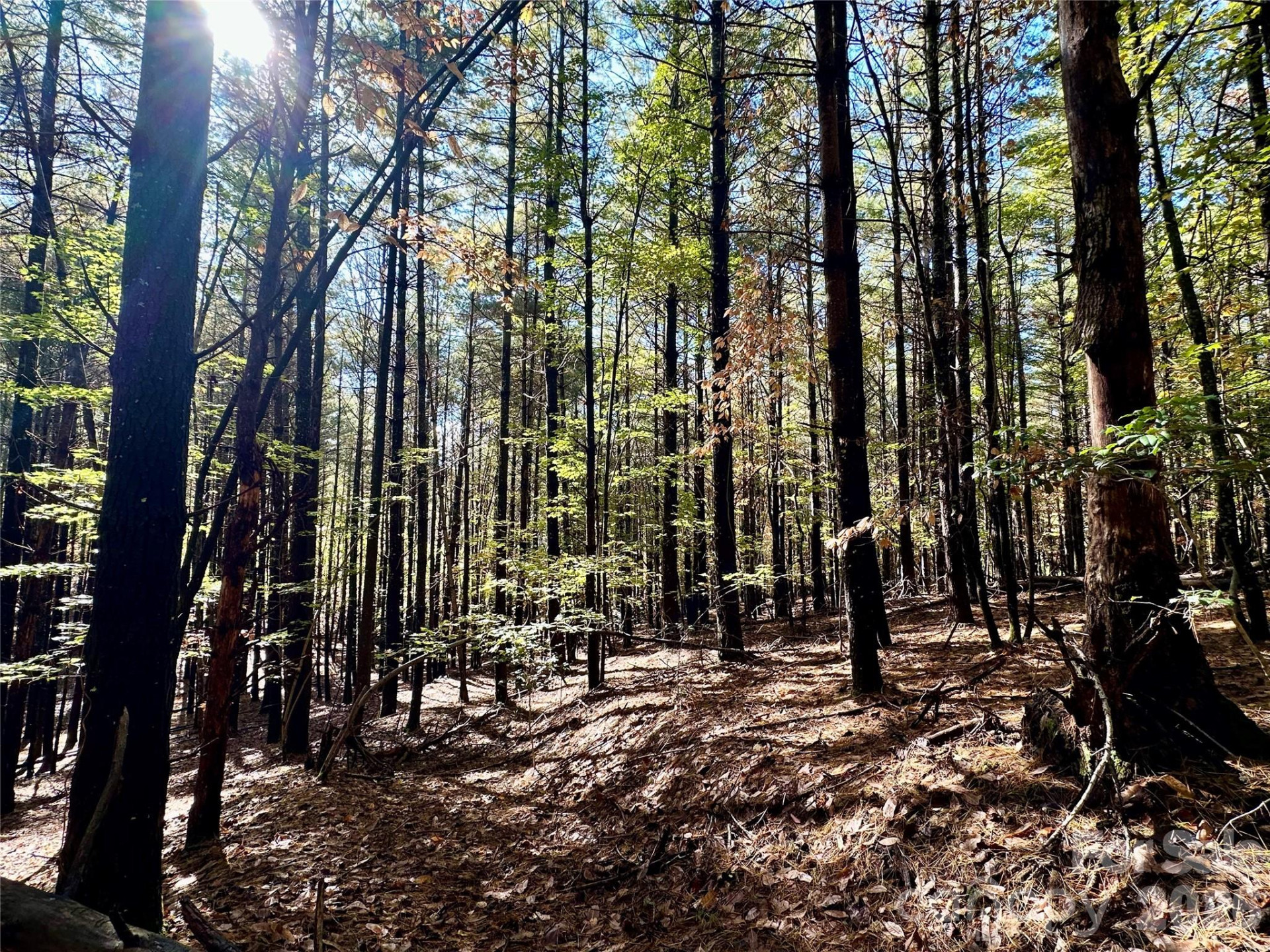 146 Bream Flats Drive #40 - Photo 41