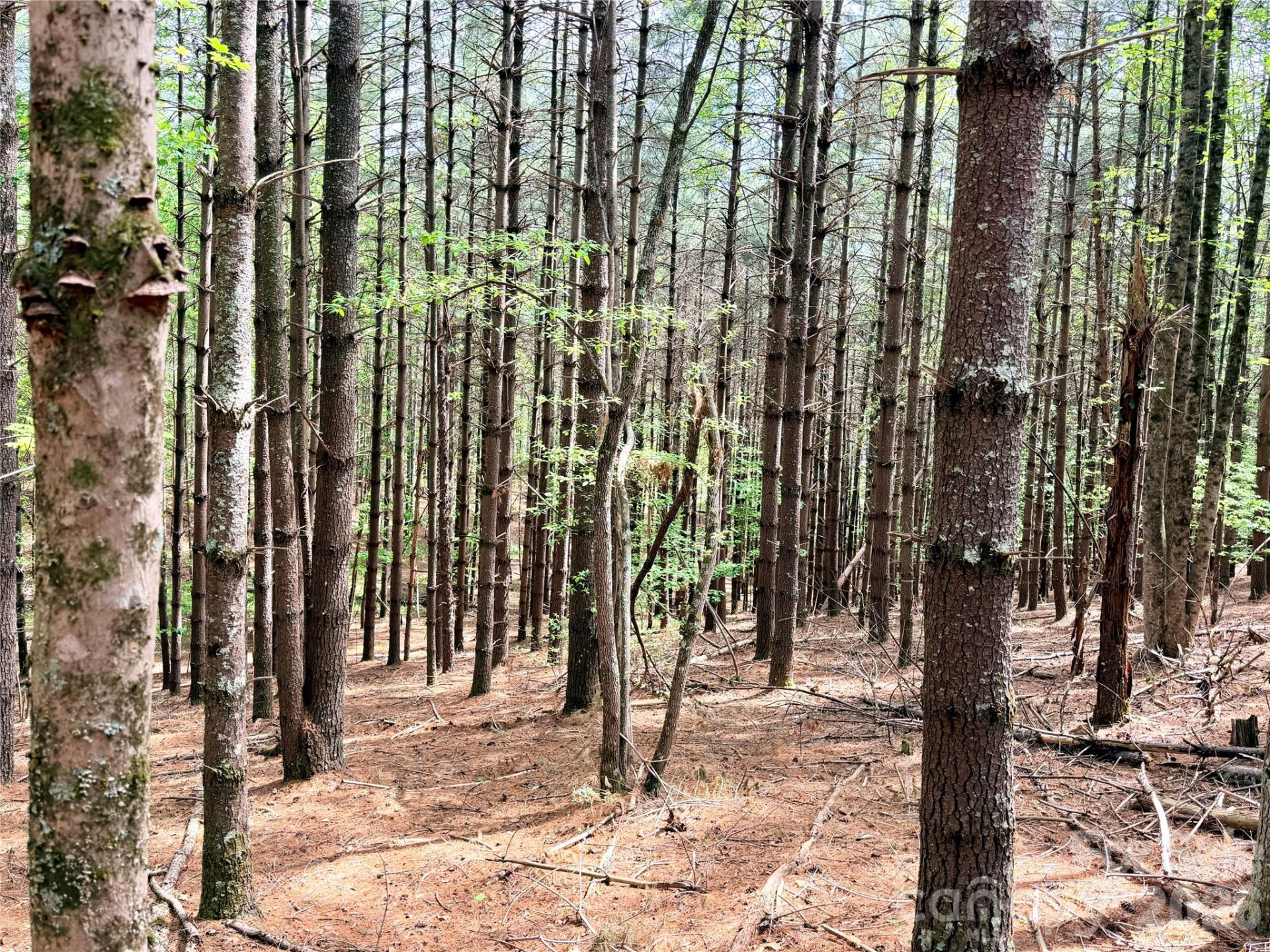 146 Bream Flats Drive #40 - Photo 9