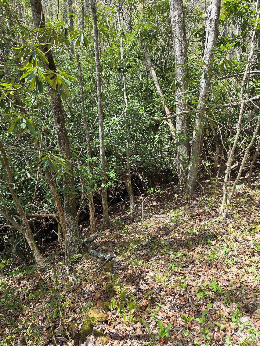 0 Robinson Creek Road - Photo 4