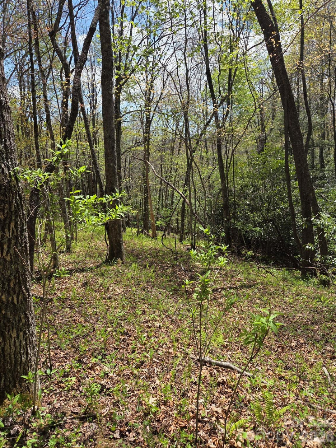 0 Robinson Creek Road - Photo 5