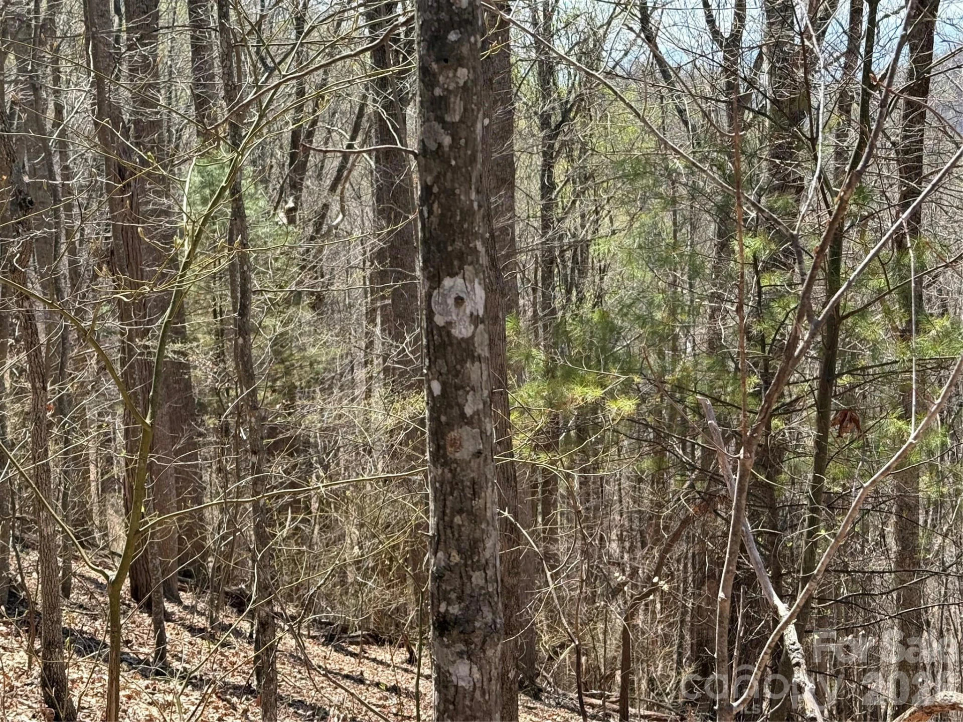 000 Granny Shepherd Road #Lot 2 - Photo 9