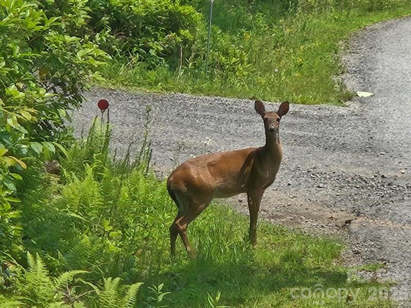 229 Hubbard Hollow Road - Photo 41