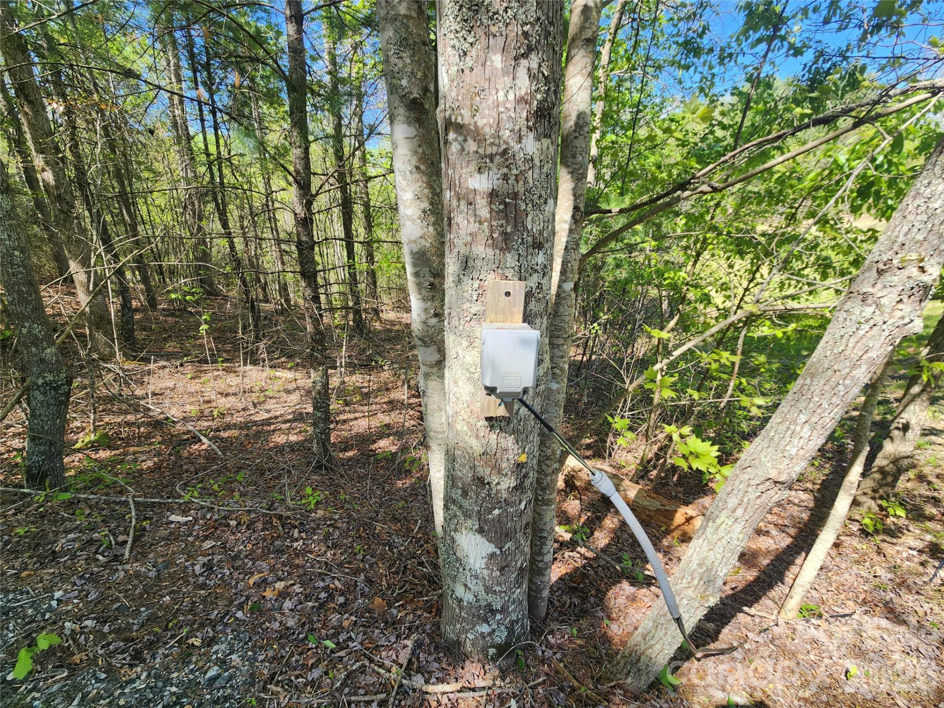 889 Firefly Trail - Photo 12