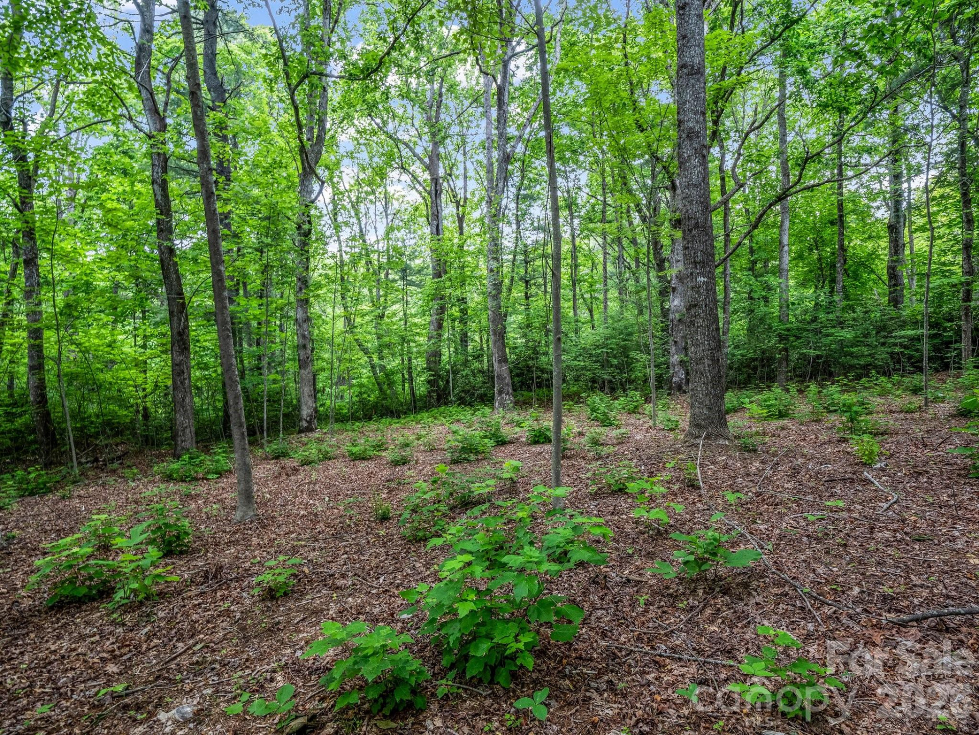 168 Tarnhill Drive - Photo 11