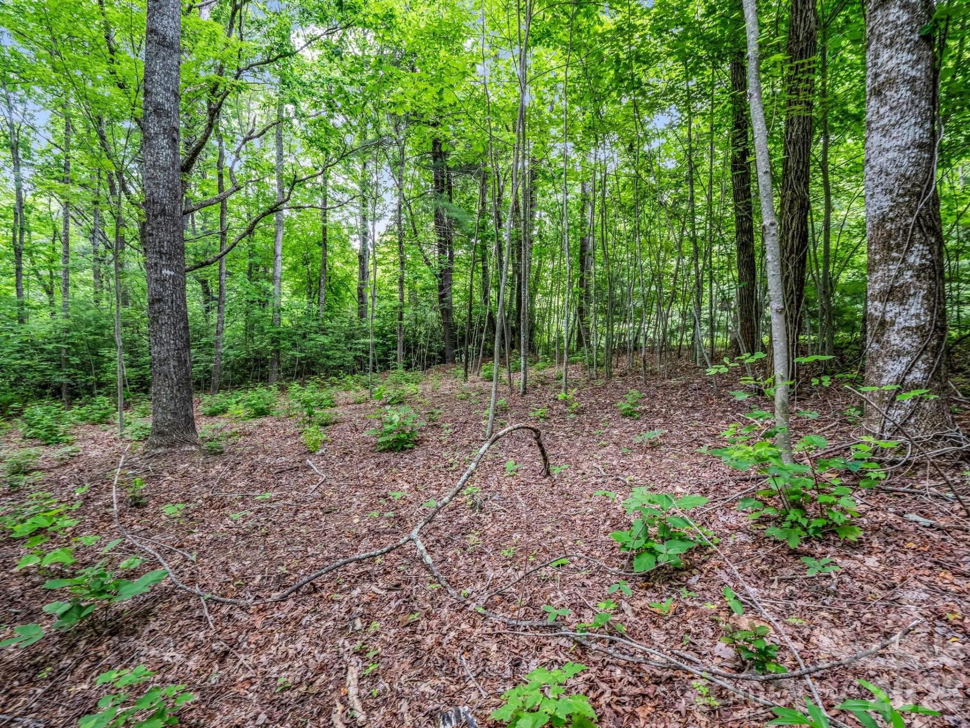 168 Tarnhill Drive - Photo 12