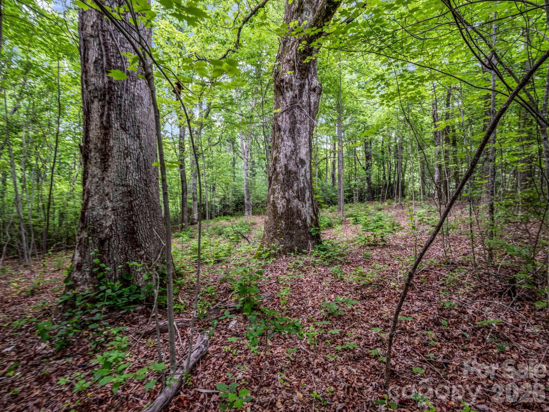 168 Tarnhill Drive - Photo 8