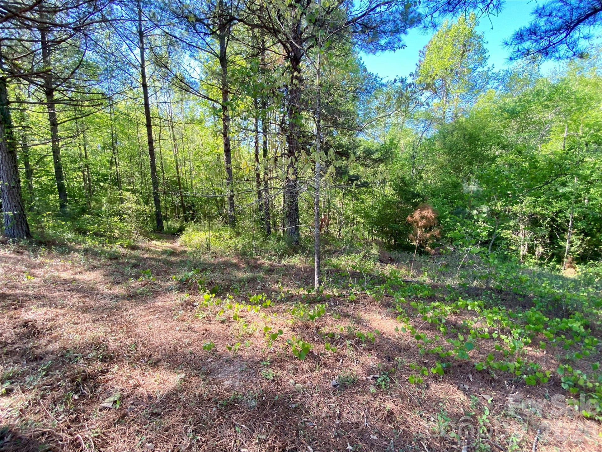 0 Walking Horse Trail - Photo 20