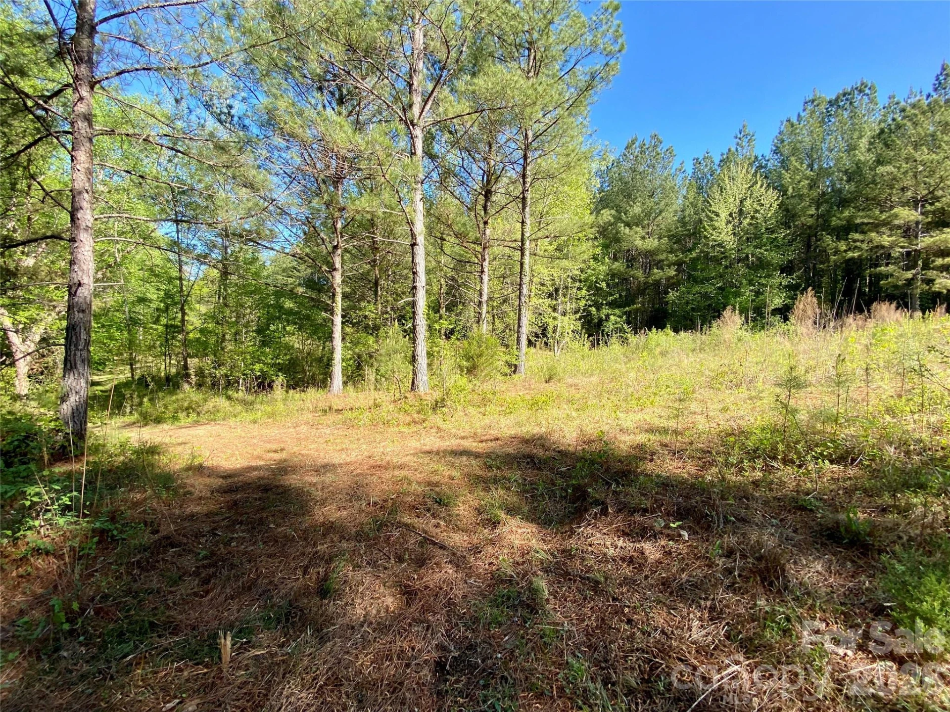 0 Walking Horse Trail - Photo 21