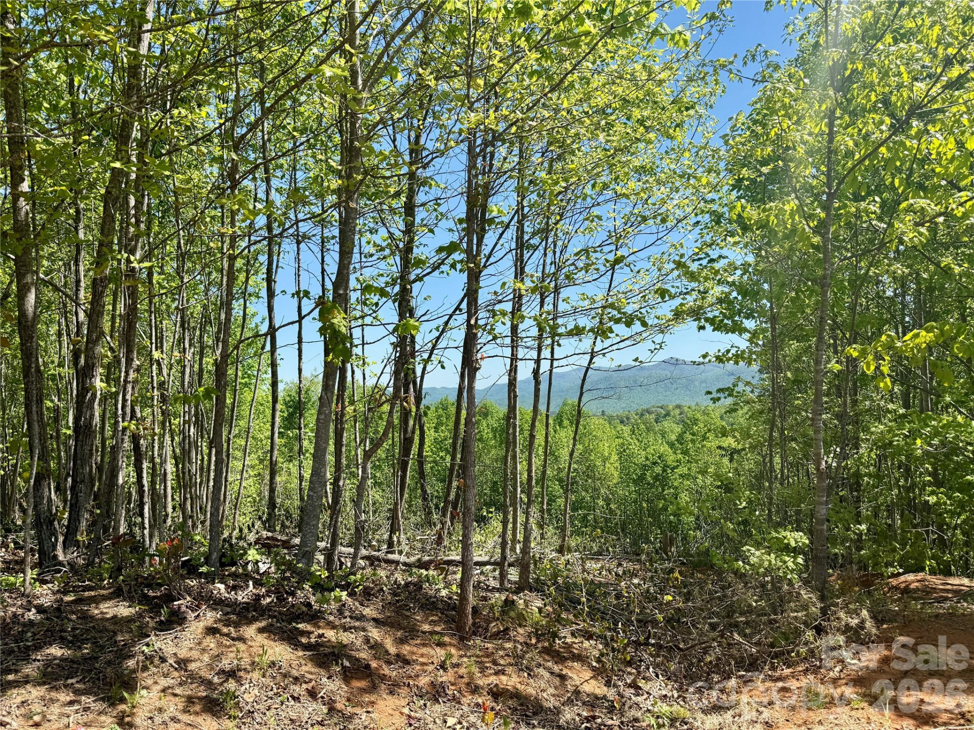 0 Doe Hallow Trail #218 - Photo 13