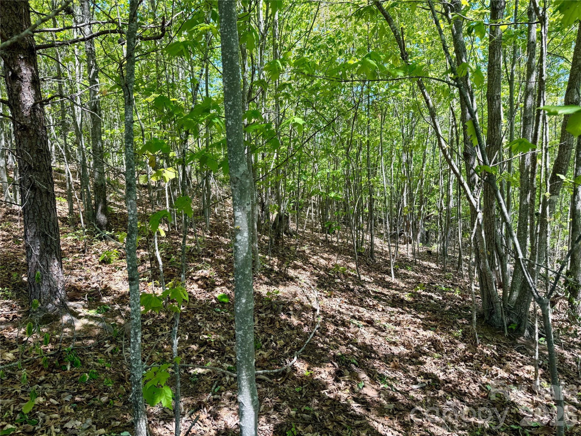 0 Doe Hallow Trail #218 - Photo 5