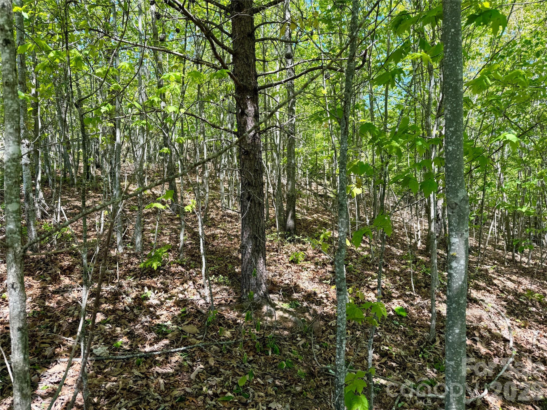 0 Doe Hallow Trail #218 - Photo 6