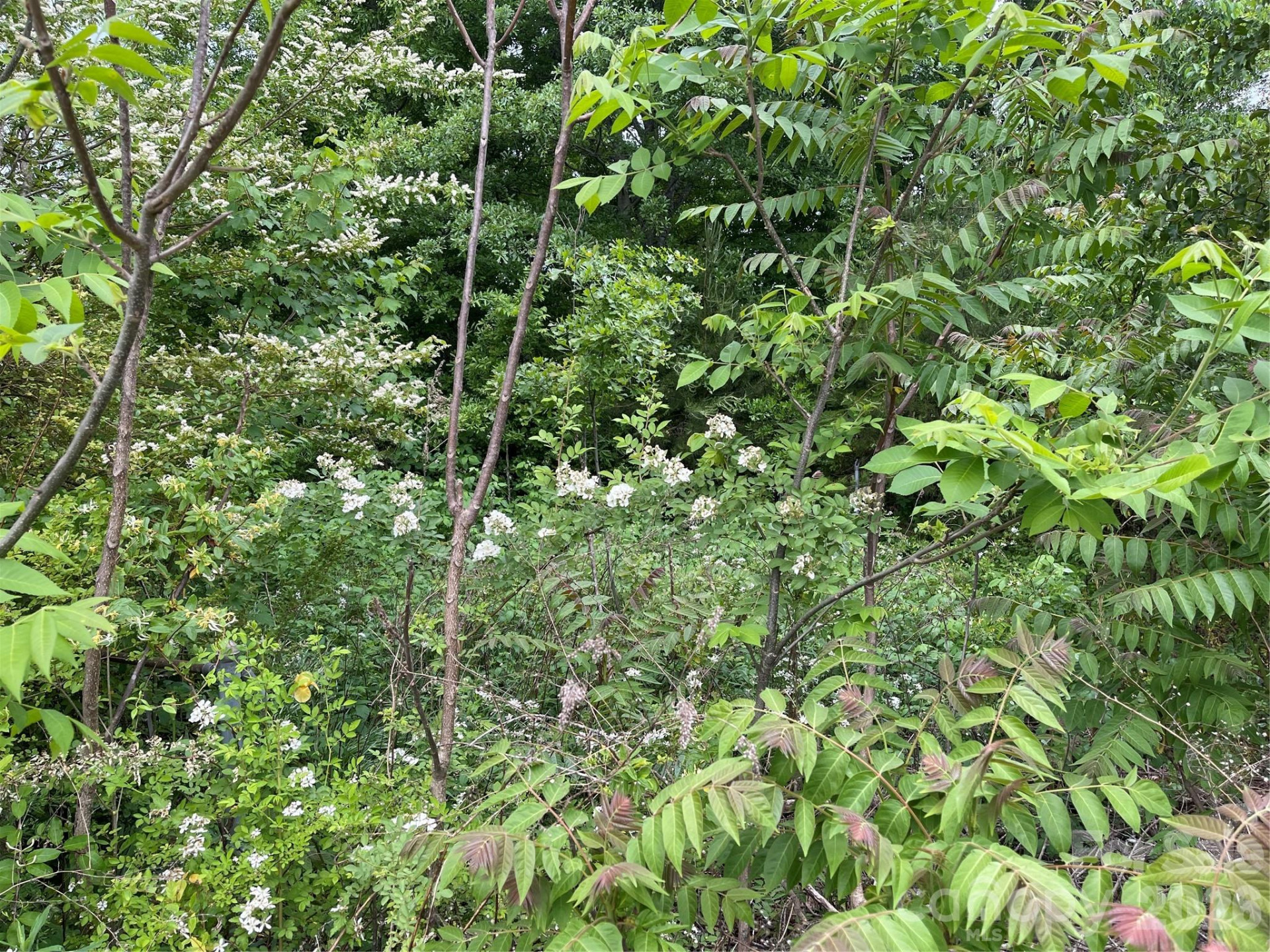 2733 US 221S Highway - Photo 3