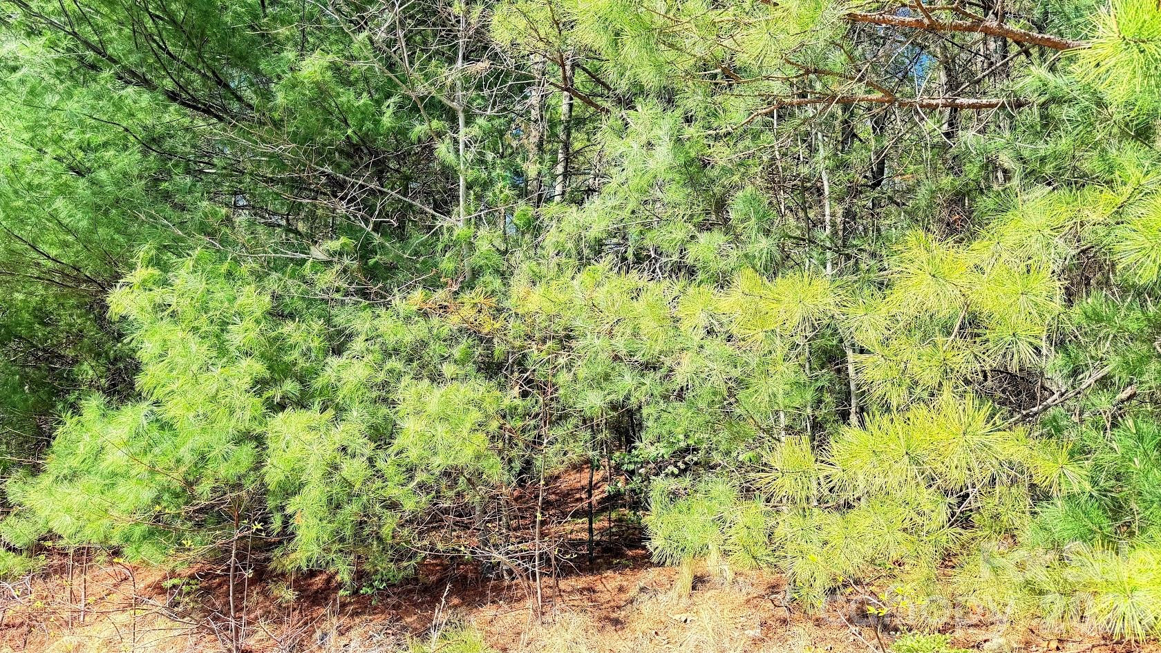 000 Jeter Mountain Road - Photo 7