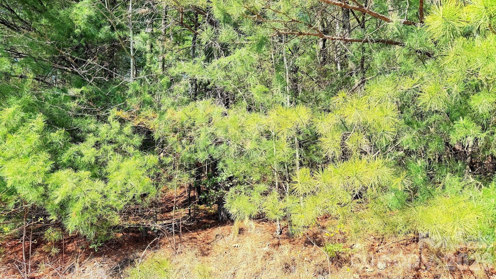 000 Jeter Mountain Road - Photo 9