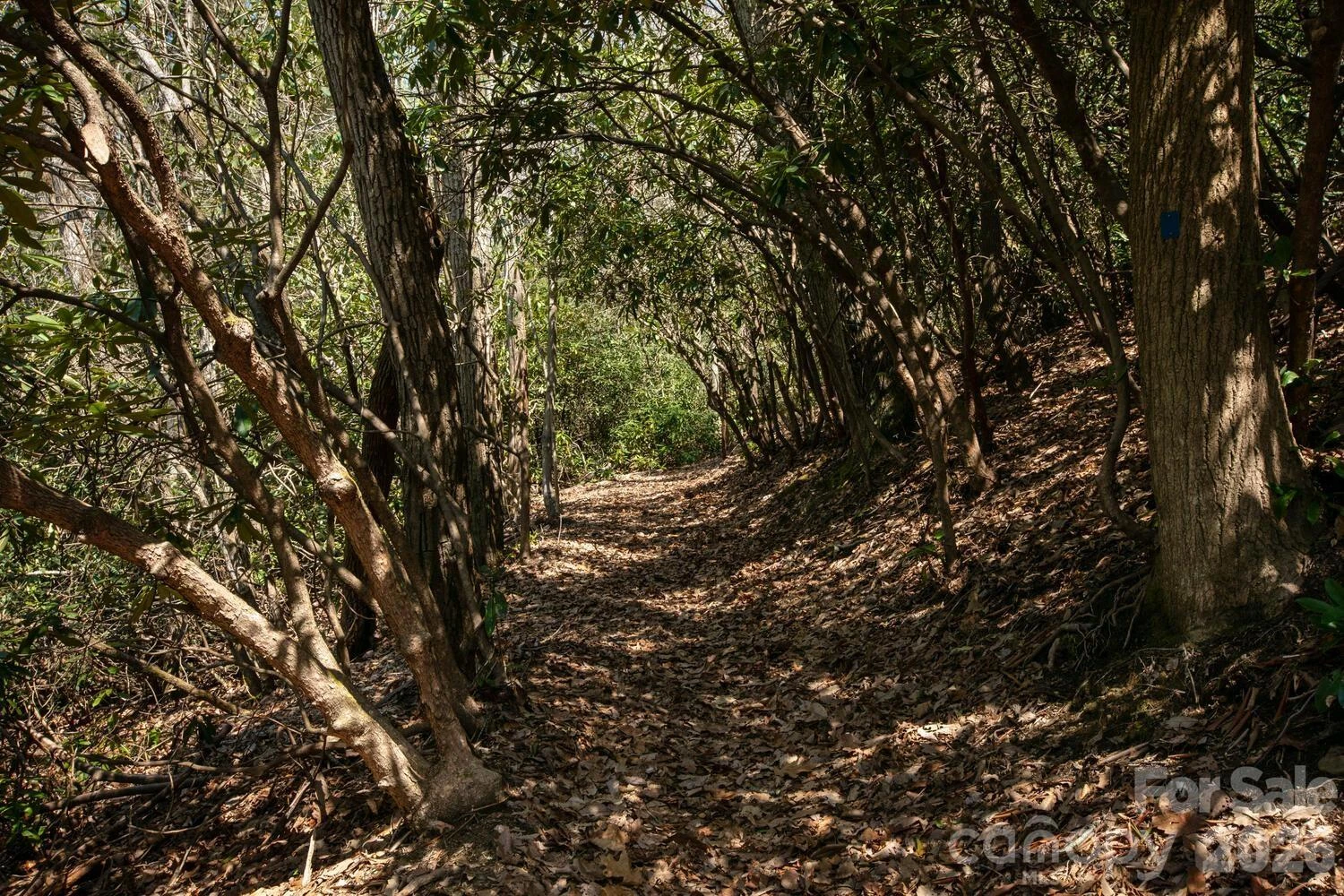 148 Spring Song Lane #6 - Photo 14