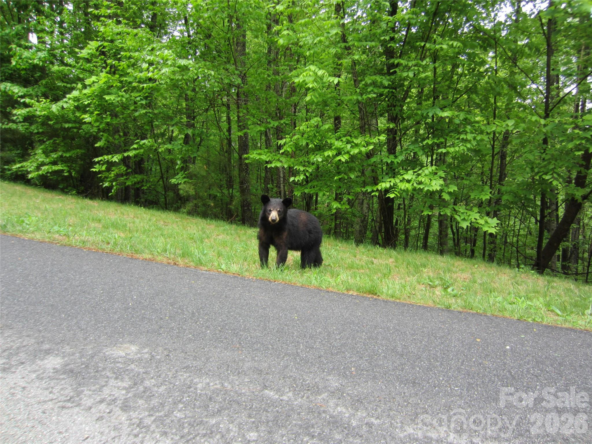 64 Longspur Lane - Photo 5