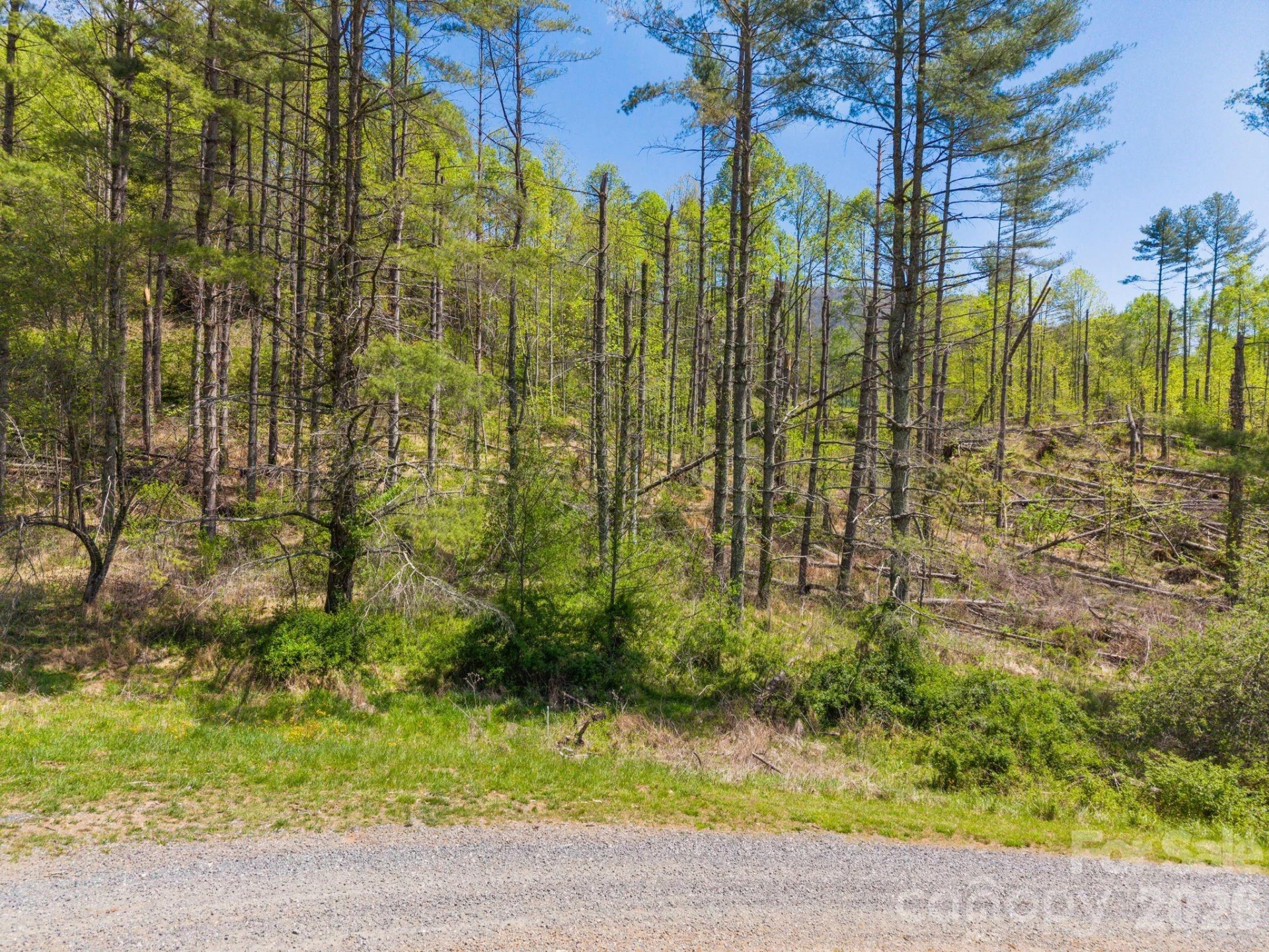 00000 White Pine Lane #19 - Photo 4