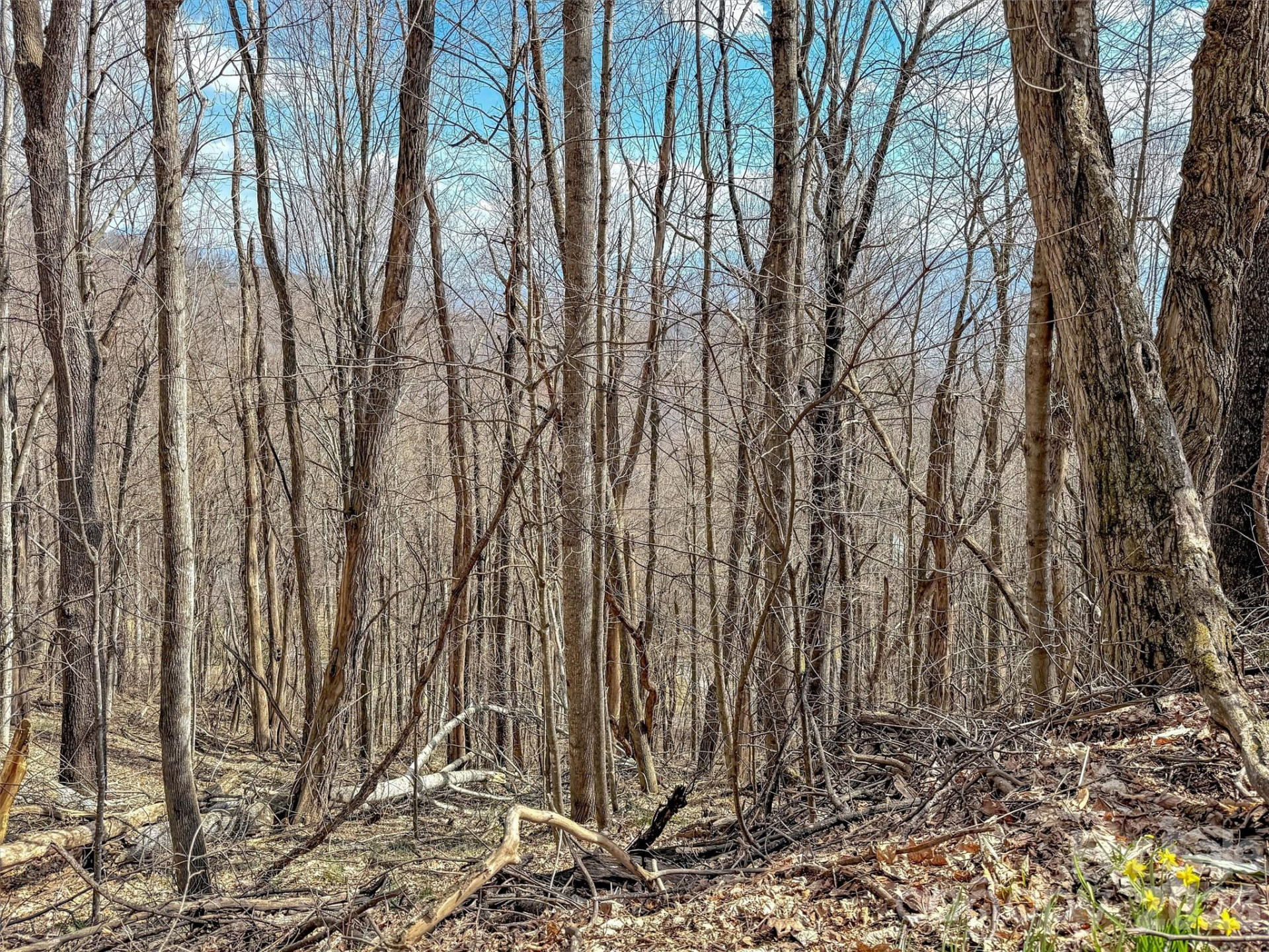 TBD Chipmunk Circle #27 - Photo 10