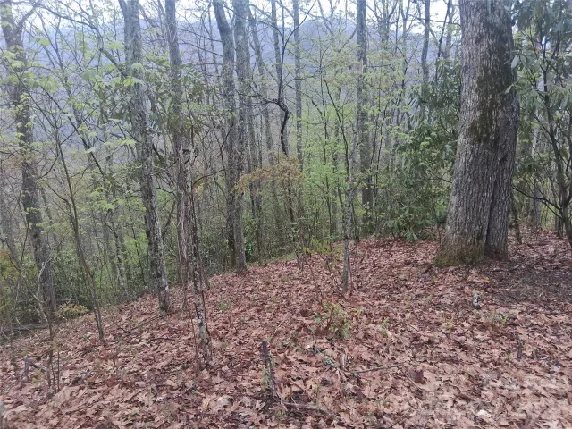 0000 Bear Creek Road, Maggie Valley, NC, 28721