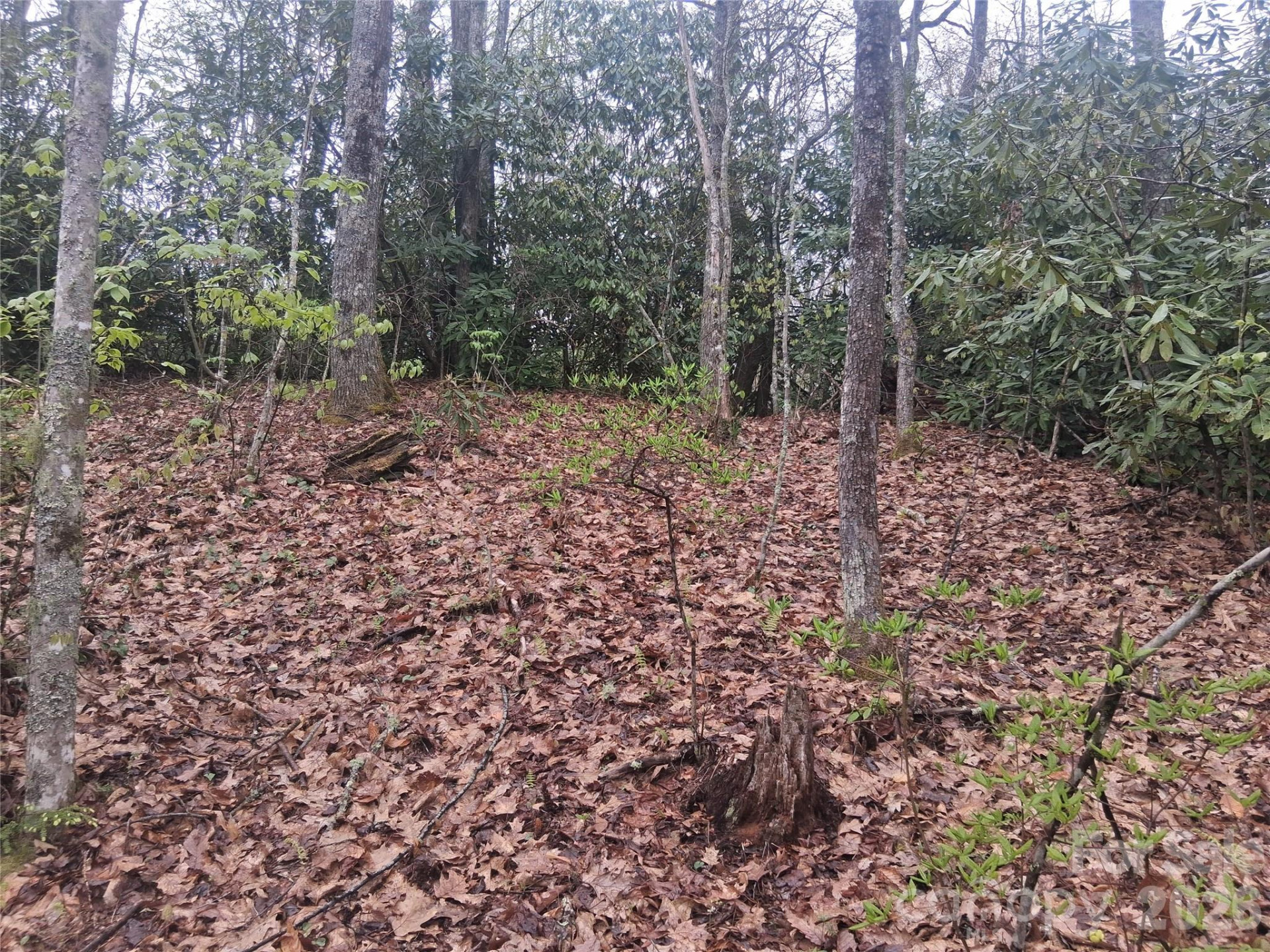 0000 Bear Creek Road - Photo 2