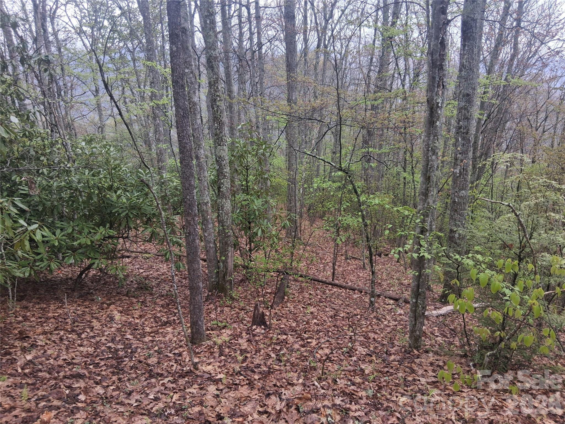 0000 Bear Creek Road - Photo 4