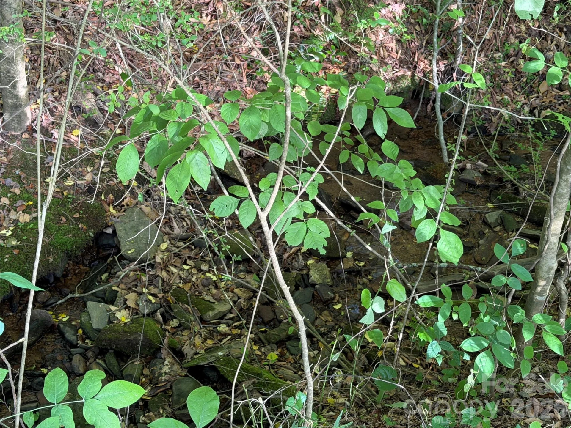 184 Clelo Drive - Photo 46