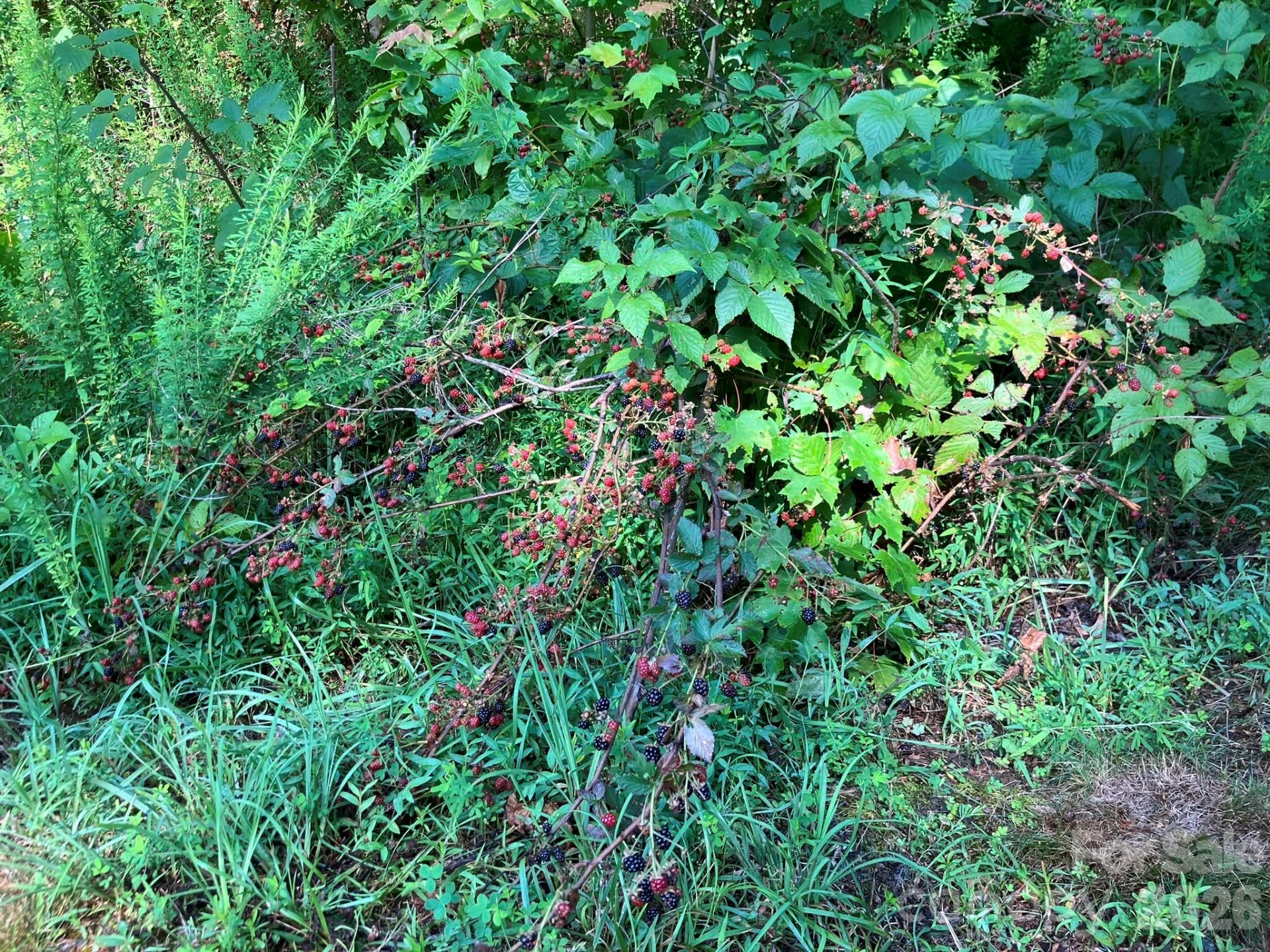 0 Grey Rock Parkway #225 - Photo 12