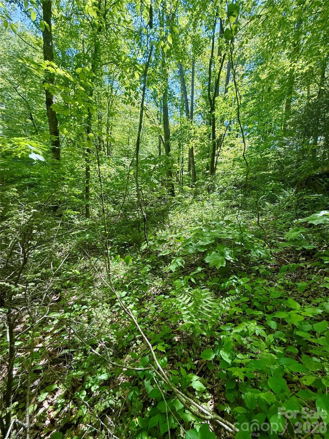 TBD Highway 107 None #Lot 1 - Photo 2